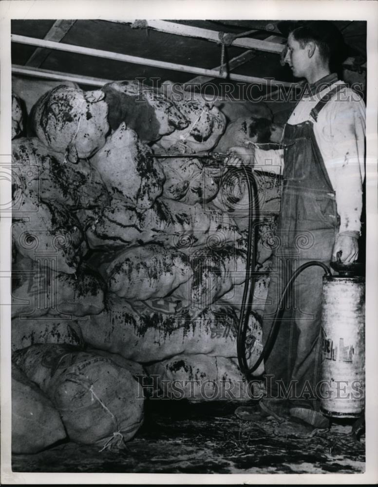 1952 Press Photo Potatoes were dyed that color in 1950 to keep surples - Historic Images