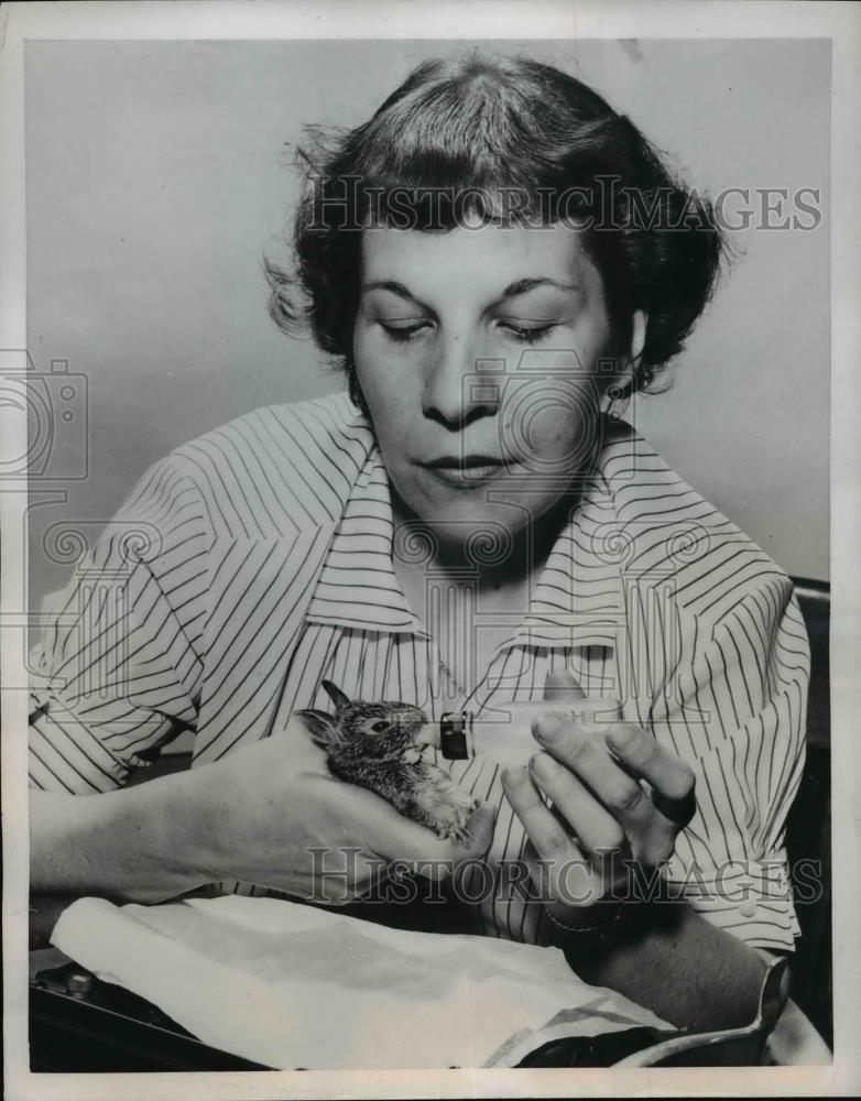 1954 Press Photo Little Rabbit being feed by Mildred Hilt of Chicago - nee86213 - Historic Images