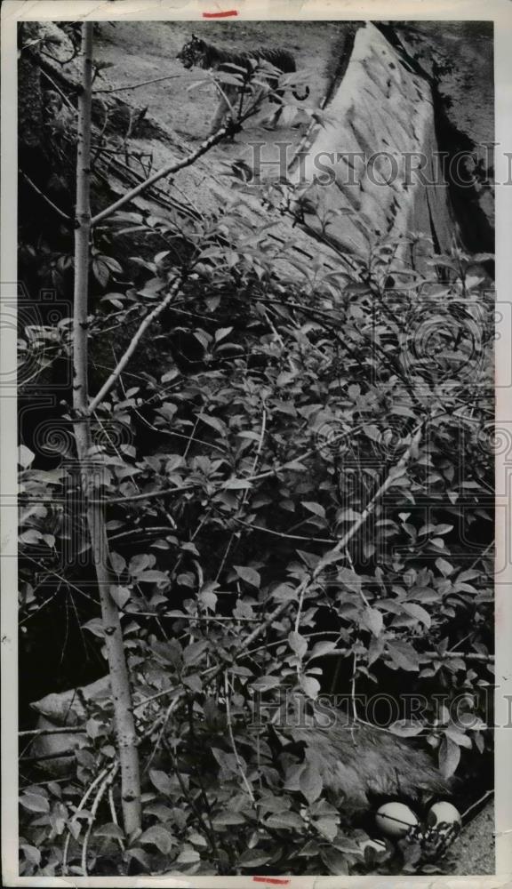 1966 Press Photo Pea hens nesting on wall of lion &amp; tiger enclosure at a zoo - Historic Images