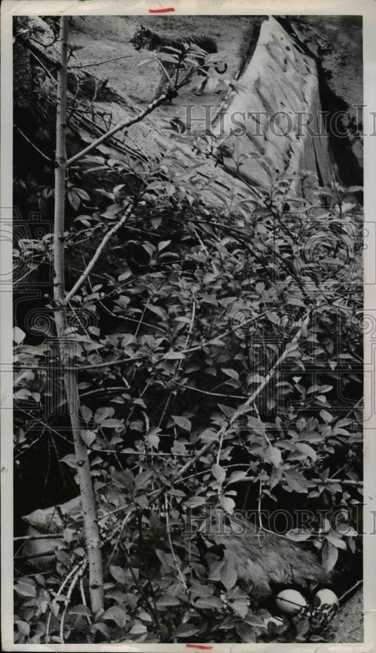 1966 Press Photo Pea hens nesting on wall of lion & tiger enclosure at a zoo - Historic Images