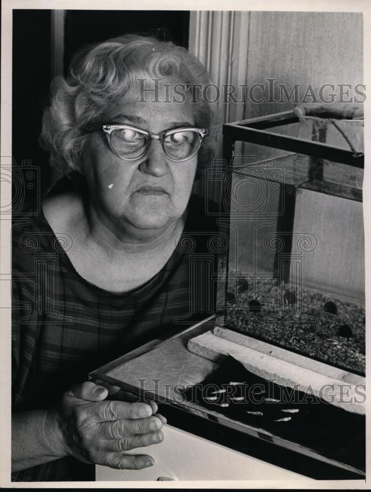 1966 Press Photo Mrs. Eleanor Clawson with dead fishes - nee87209 - Historic Images