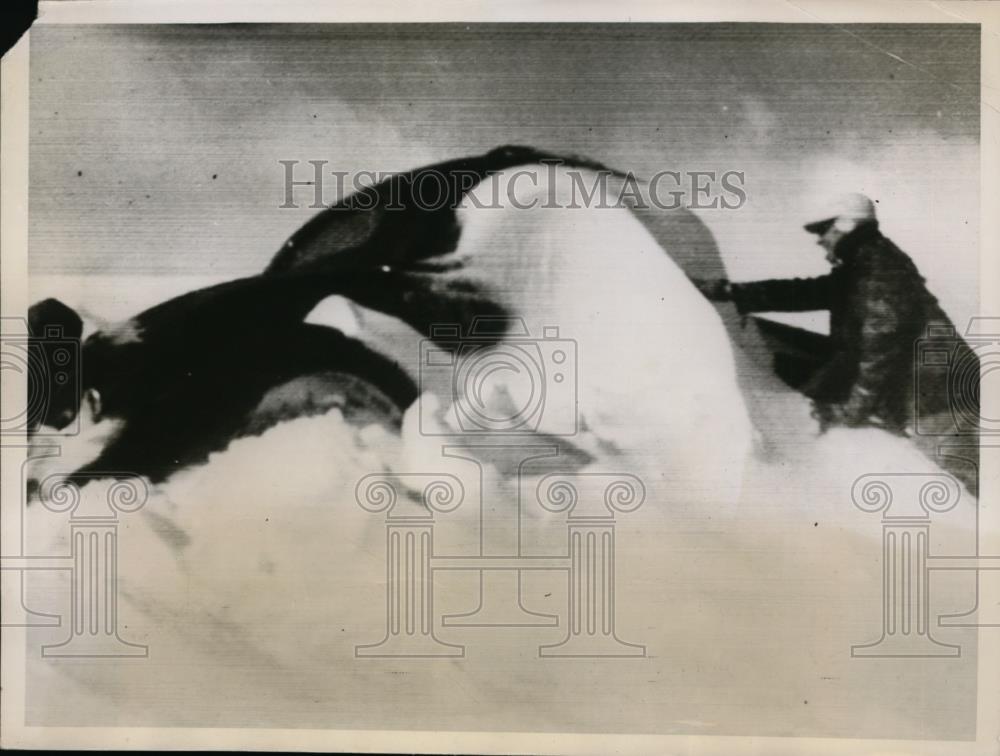 1952 Press Photo Civil Air Patrol rescue worker checks car trapped in snow - Historic Images