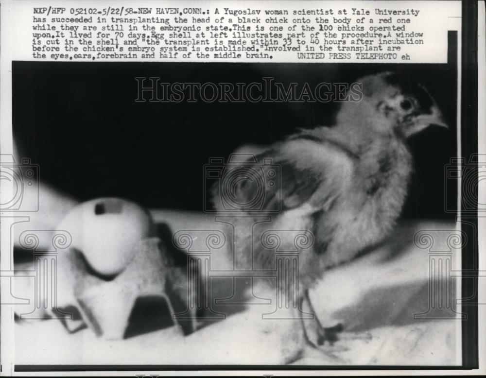 1958 Press Photo Transplanting the head of black chick onto the body of red one - Historic Images