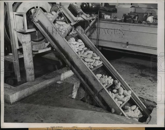 1949 Press Photo Clyde Miller of Chicago potatos treated in preserving solution - Historic Images