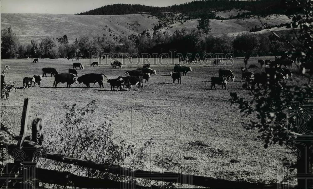 1950 Press Photo Cattleman Deardorff Farm - orb43546 - Historic Images