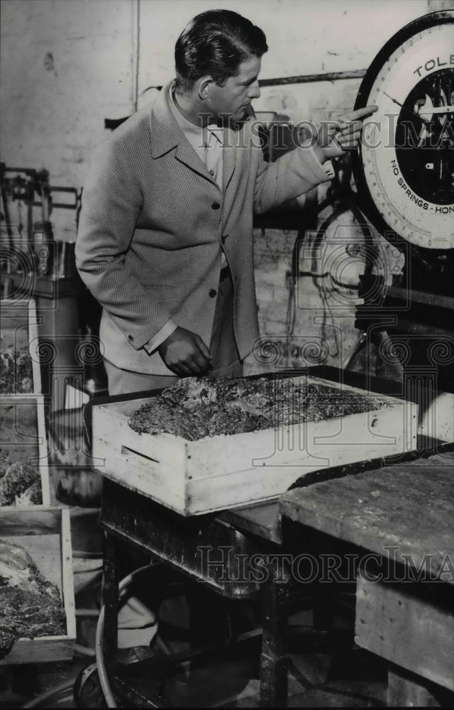 1952 Press Photo Bob Kramer examines one boxful of roe yielded by the sturgeon - Historic Images