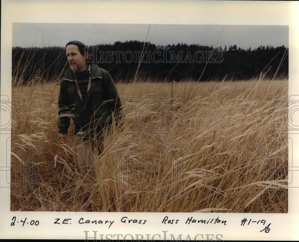2000 Press Photo Reed Canary Grass - orb15867 - Historic Images