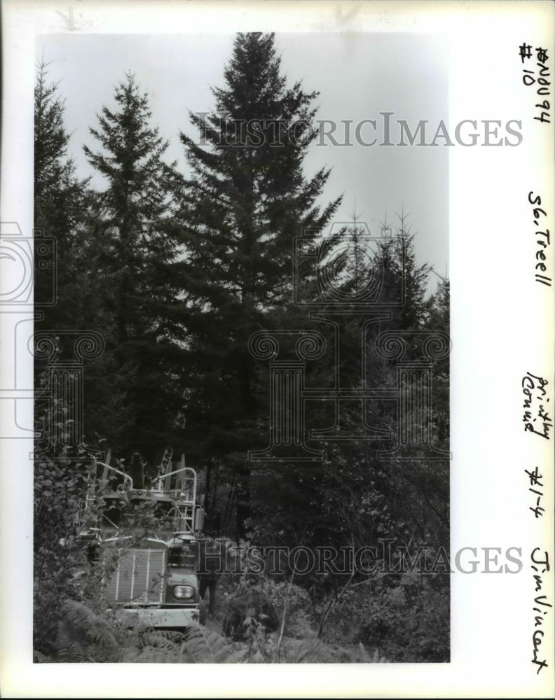 1994 Press Photo Oregon Christmas Tree - orb04646 - Historic Images