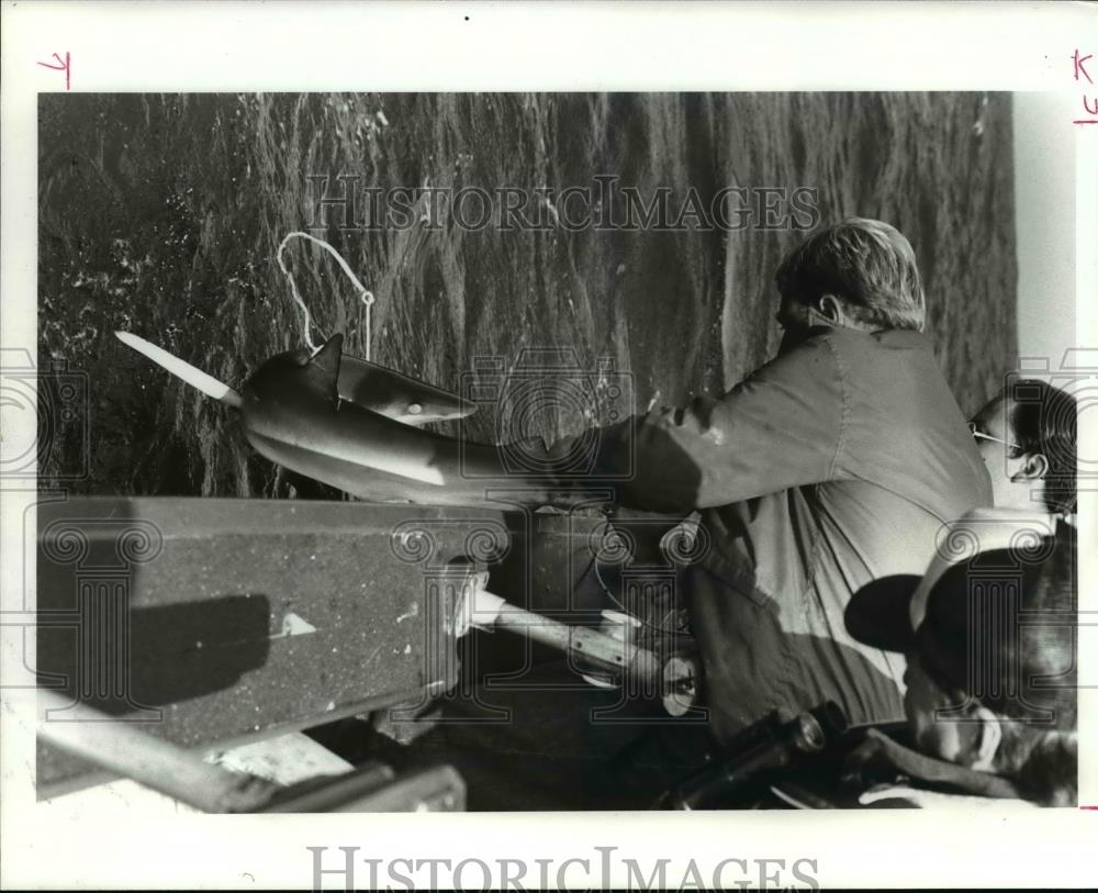 1985 Press Photo Sport Fisherman Uses Heavy Gear to Catch Blue Shark - orb47355 - Historic Images