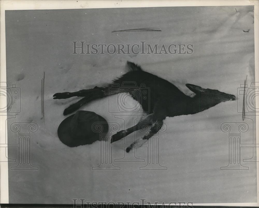 1950 Press Photo A faun that has died as a result of snow and lack of feed - Historic Images
