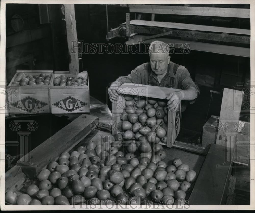 1946 Press Photo Pears at the Hood River Apple Growers association packing plant - Historic Images