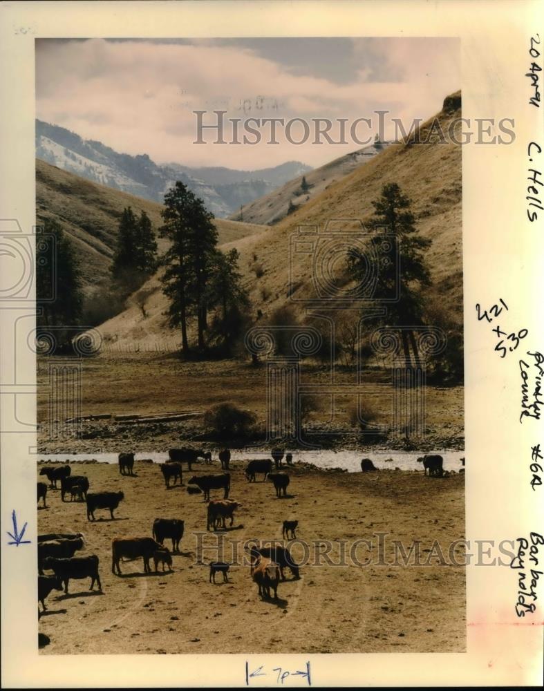 1992 Press Photo Livestock Grazing Near Oregon Waterways May Be Regulated - Historic Images
