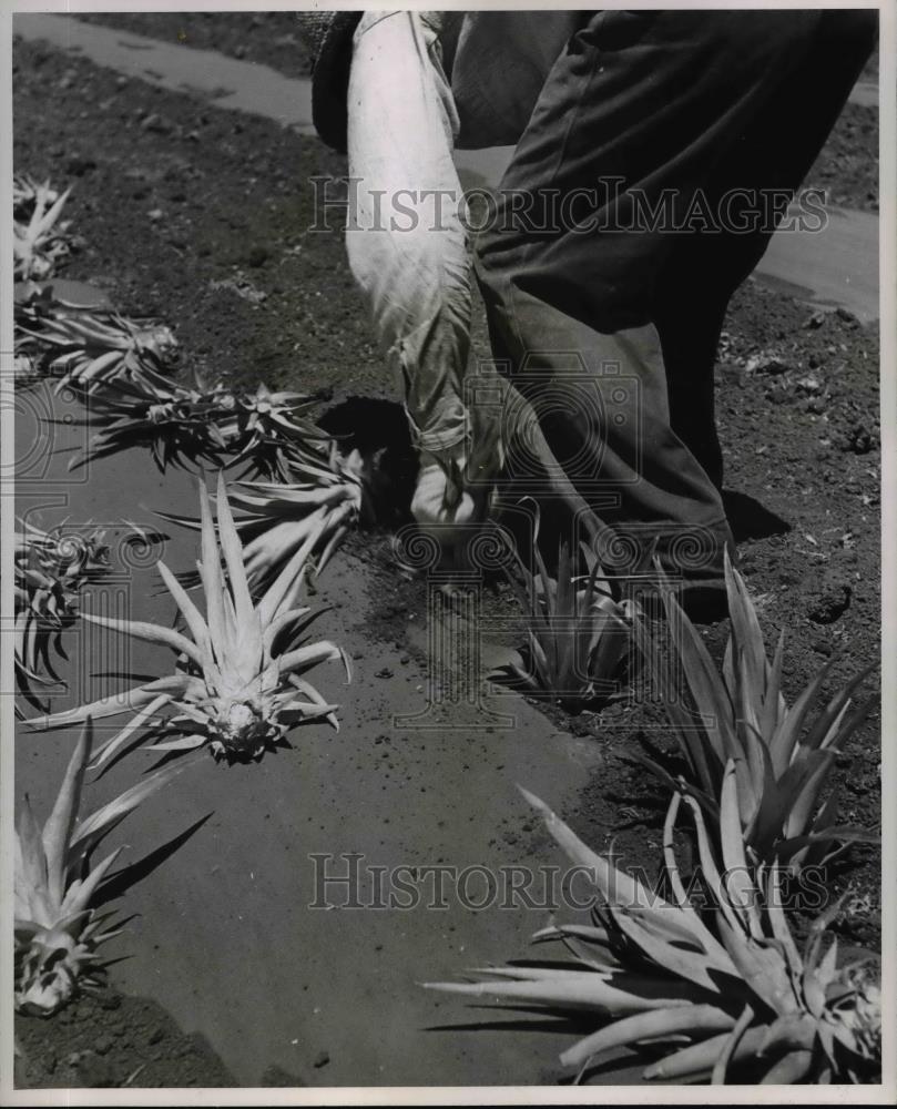 1949 Press Photo Pineapples harvested by a farmer - orb45608 - Historic Images