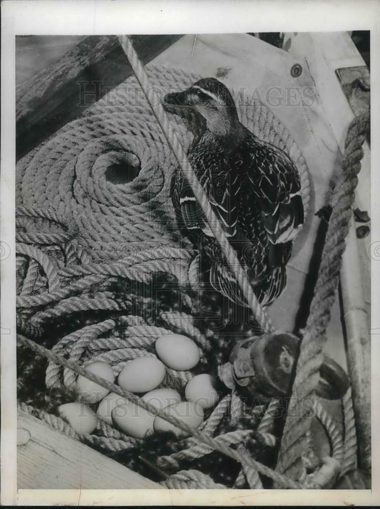 1943 Press Photo Mallard duck made net for eggs in rope coil in Washington - Historic Images