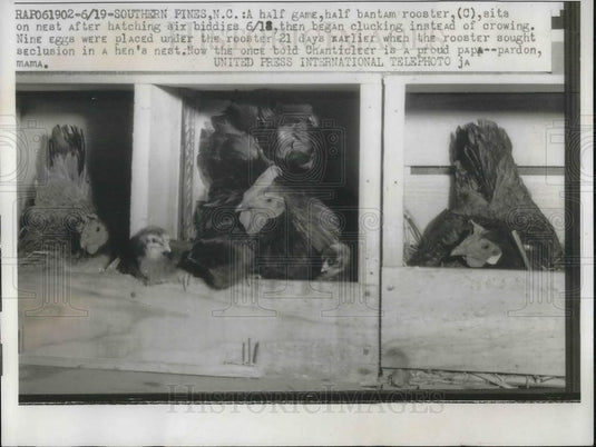 1958 Press Photo Half bantam rooster & hens at Southern Pines CA show - Historic Images