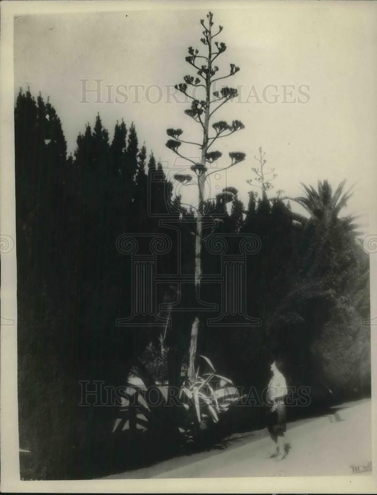 1926 Press Photo A century plant at Capitol Park in Sacramento CA - Historic Images
