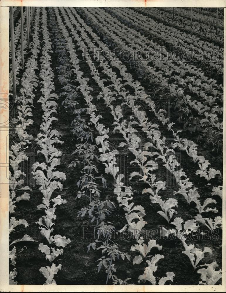 1945 Press Photo Lettuce crop &amp; tomato plants in a farm field - Historic Images