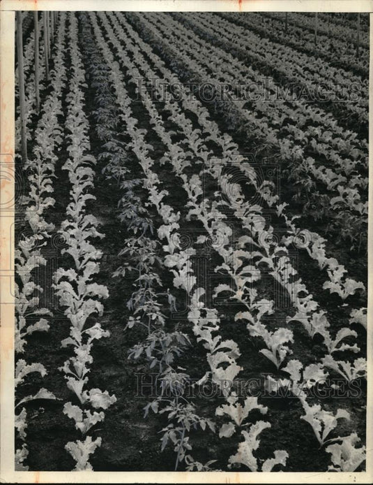 1945 Press Photo Lettuce crop & tomato plants in a farm field - Historic Images