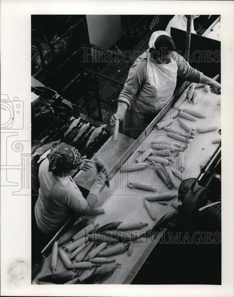 1979 Press Photo Workers sort out ears that escaped through husking equipment - Historic Images