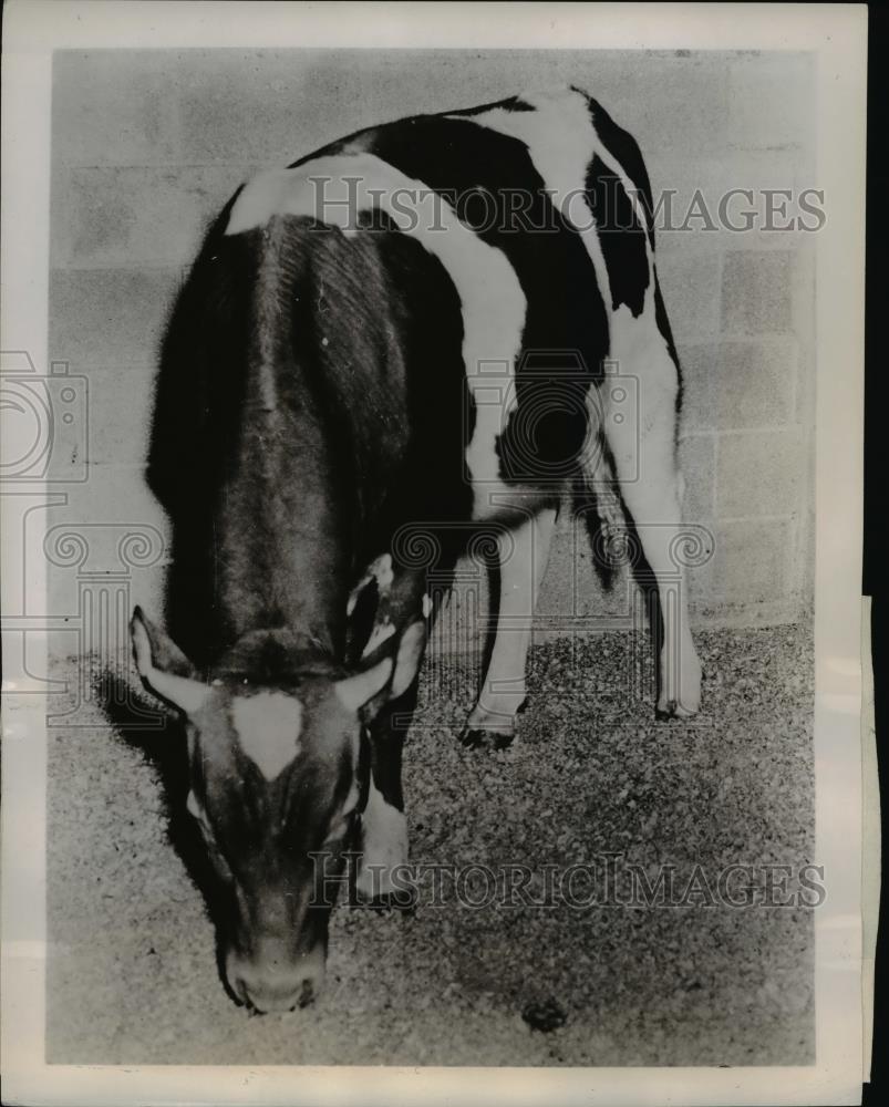 1951 Press Photo Bull being pamperd by the Artificial Breedinf Cooperative - Historic Images