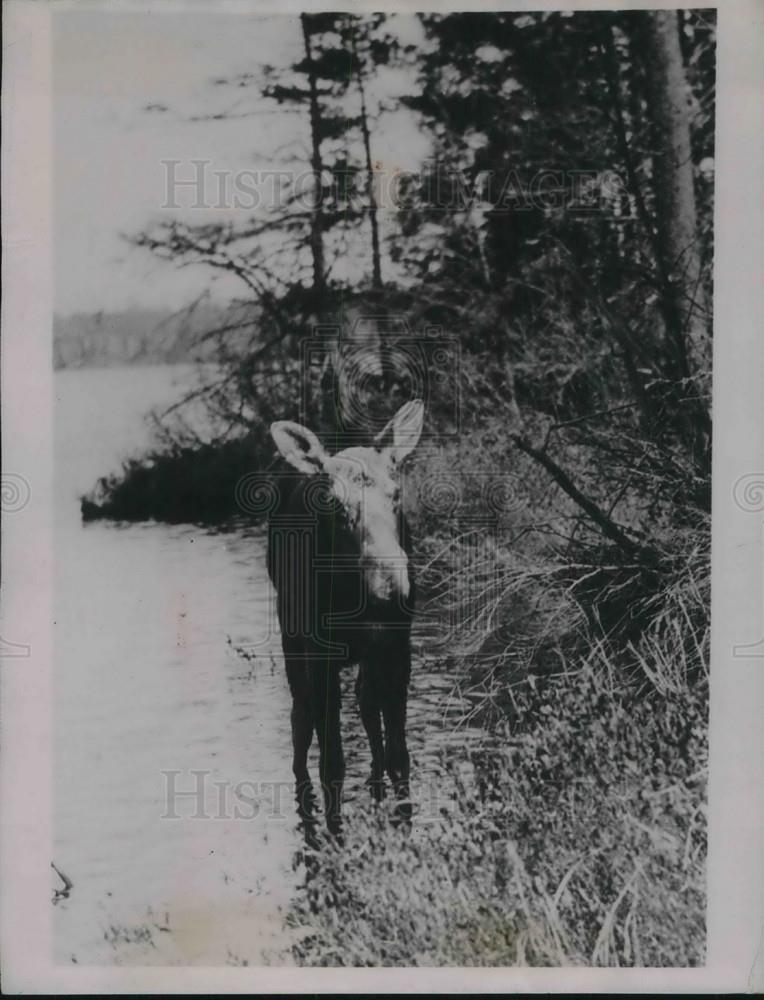 1935 Press Photo A cow moose on Isle Royale in Lake Superior in Michigan - Historic Images