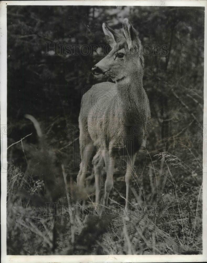 1941 Press Photo A deer on Crown public lands in Canada - neb62895 - Historic Images