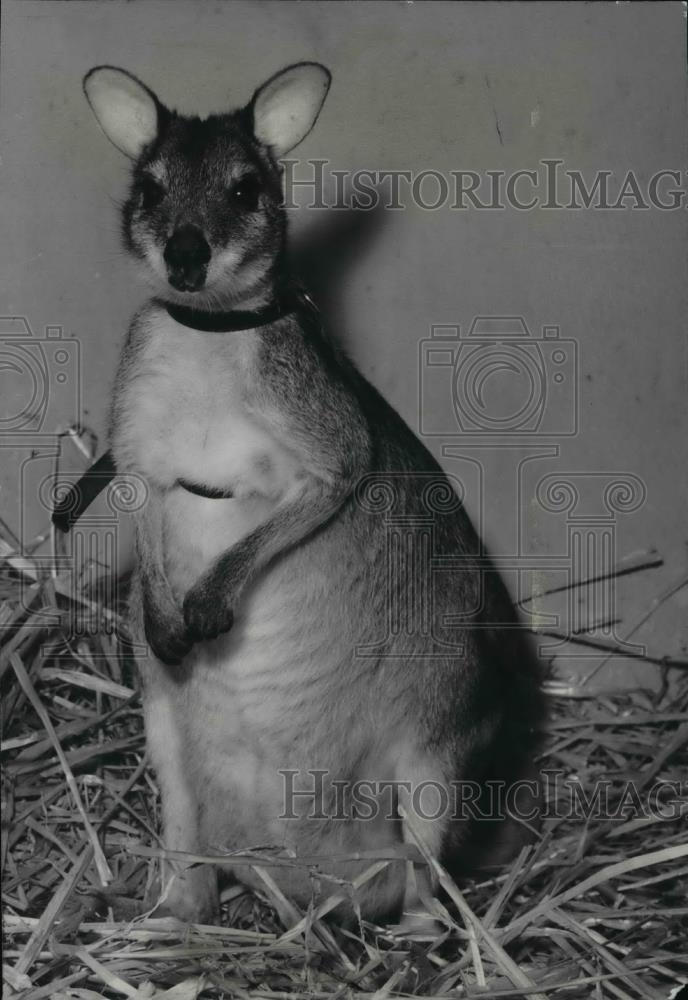 1961 Press Photo Wallaby in San Diego Zoo in a crate - spx05146 - Historic Images