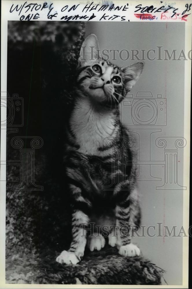 1987 Press Photo Domestic cat - Historic Images