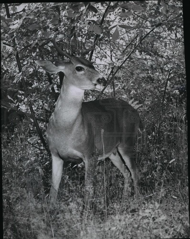 1962 Press Photo Animal Deer Buck - Historic Images