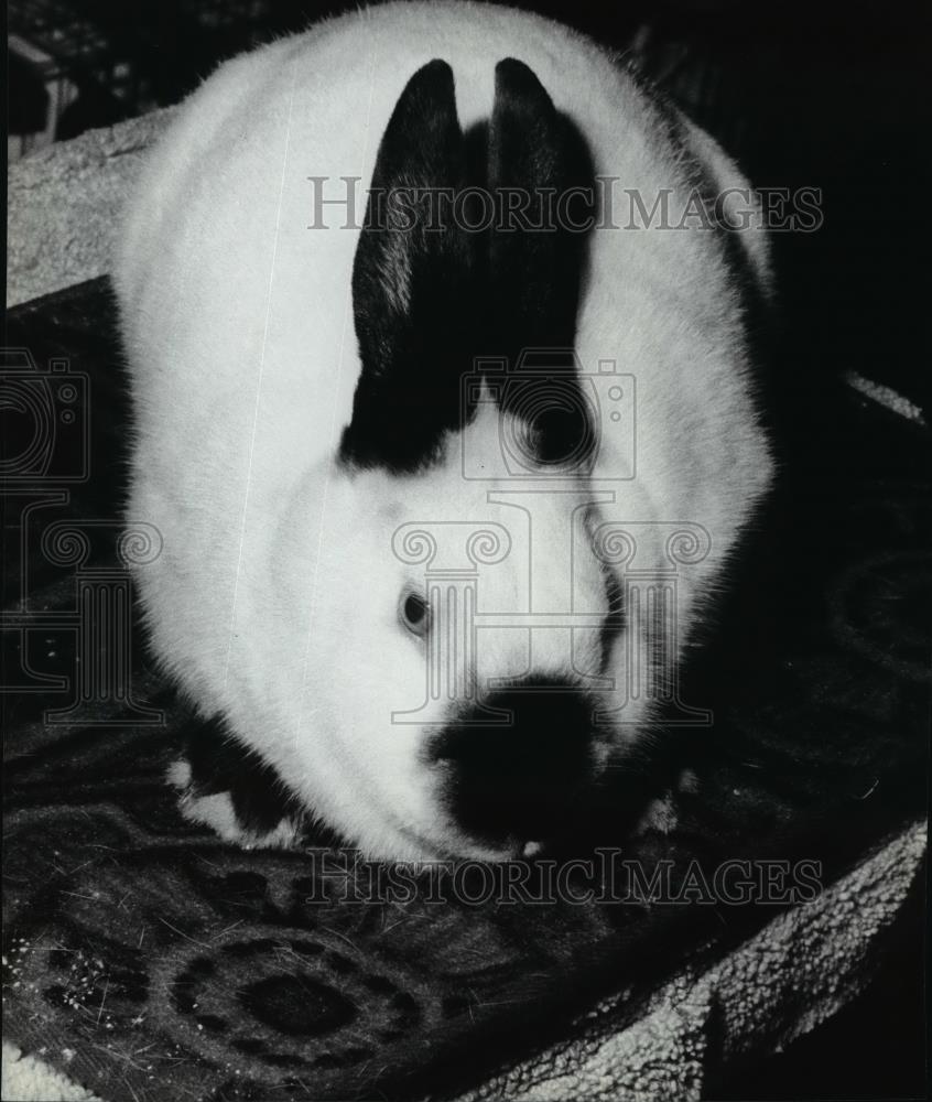 1940 Press Photo Animals Rabbit - spx05201 - Historic Images