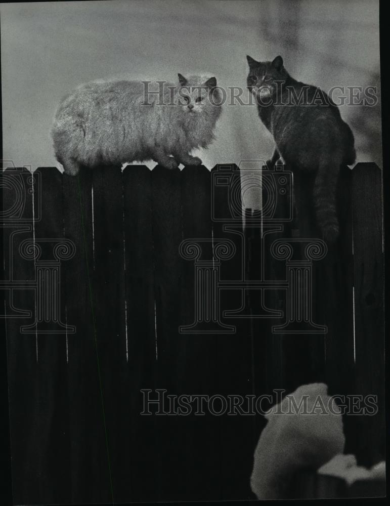 1985 Press Photo Domestic cats - spx05355 - Historic Images