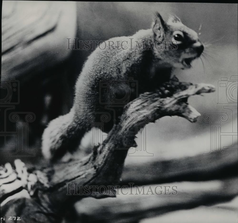1957 Press Photo Animal Squirrel - spx05515 - Historic Images