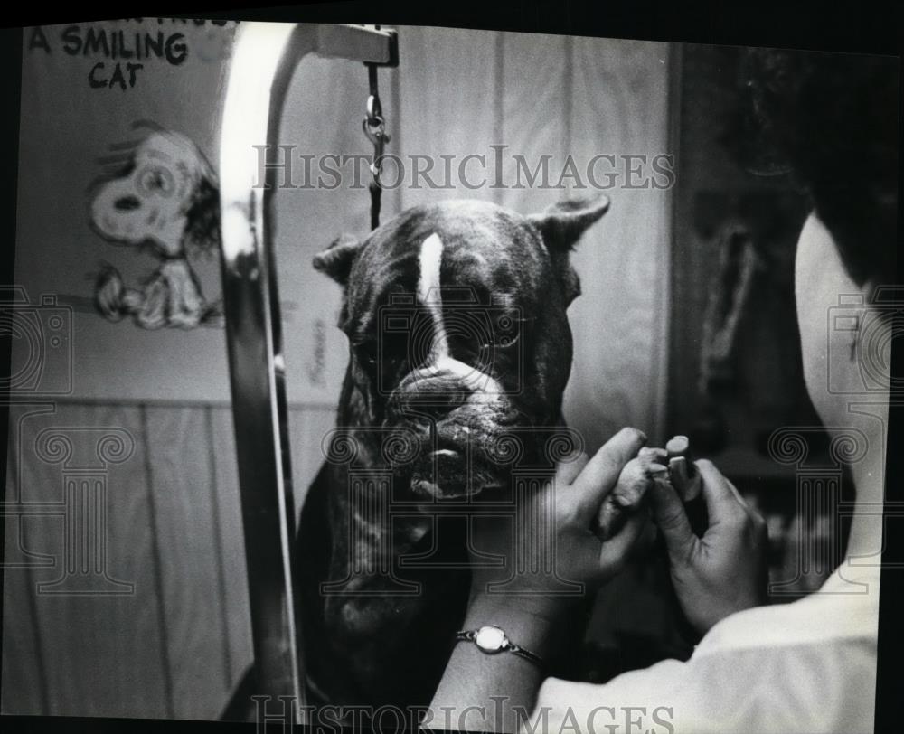1979 Press Photo Animals Bull Dog - Historic Images