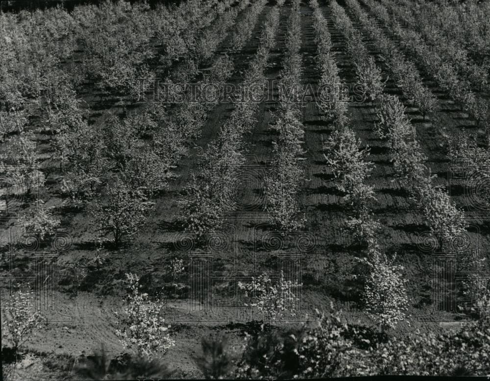 1957 Press Photo Abundant Apple Crop in Irrigated Wenatchee District - spx06173 - Historic Images