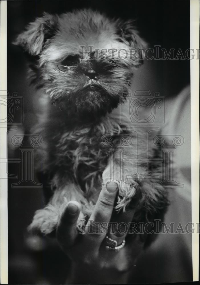 1979 Press Photo Animal Brussels Griffons Dog - spx05609 - Historic Images