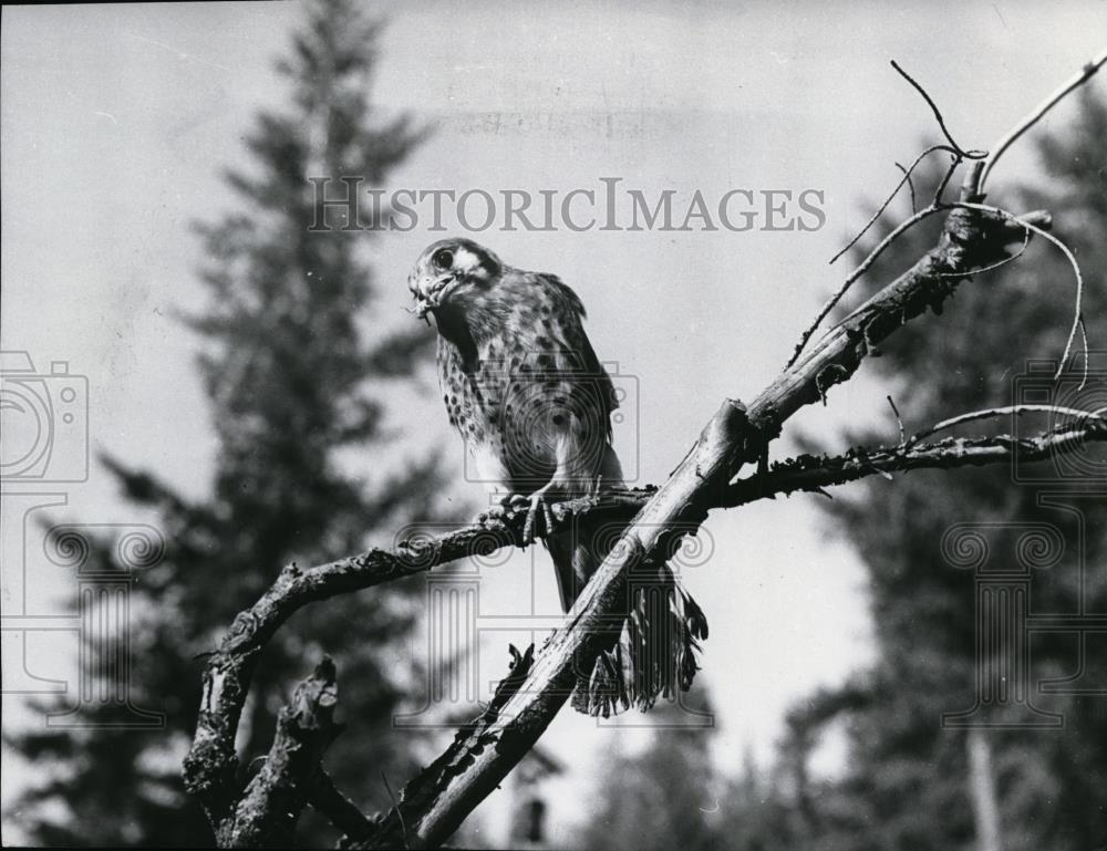 1962 Press Photo Birds Wild Sparrow Hawk - spx05796 - Historic Images