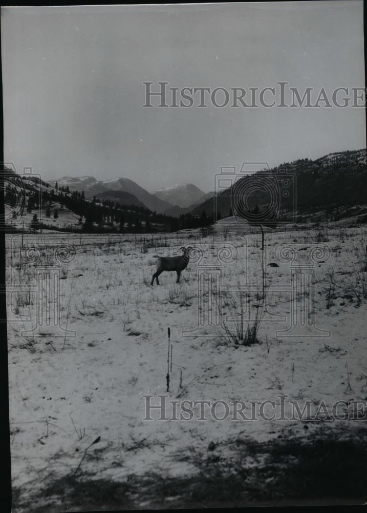 1961 Press Photo Animals Sheep Mountain - Historic Images