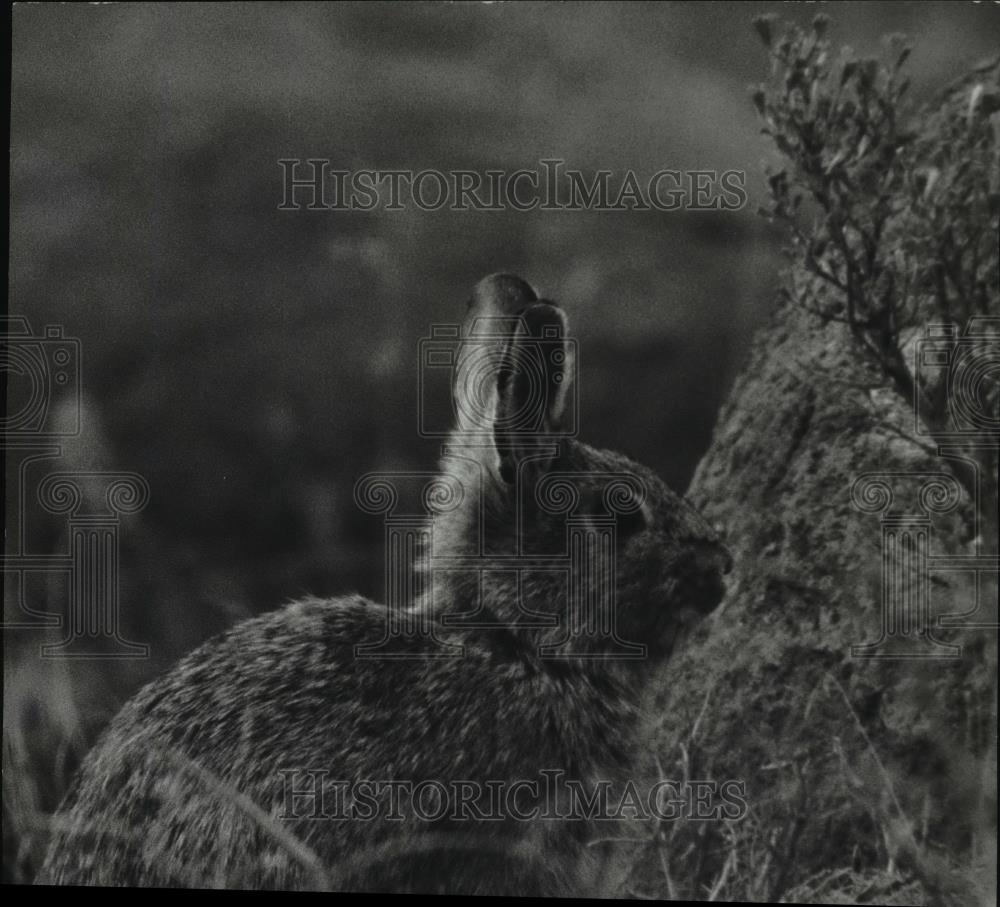 1963 Press Photo The little Cottontail rabbit popular with region hunters - Historic Images