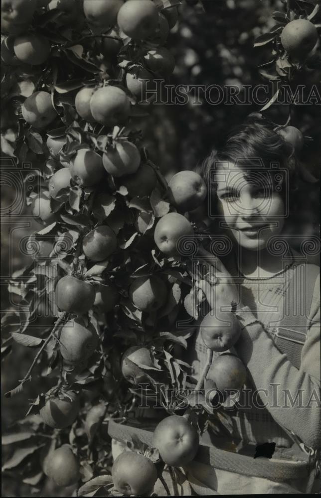 1936 Press Photo Apple Orchard Historic Images