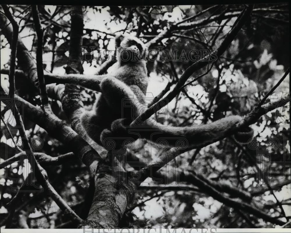 1983 Press Photo Muriqui, Brachyteles arachnoides, the most ape-like monkey - Historic Images