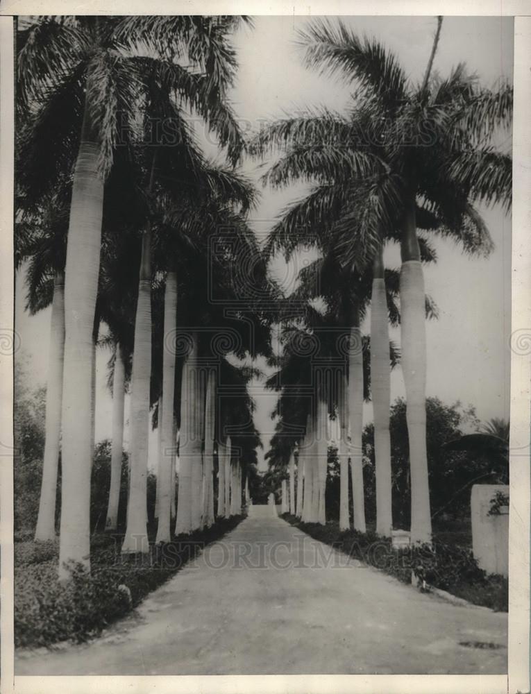 1928 Press Photo Magnificent Avenue Of Royal Palms - neb68760 - Historic Images