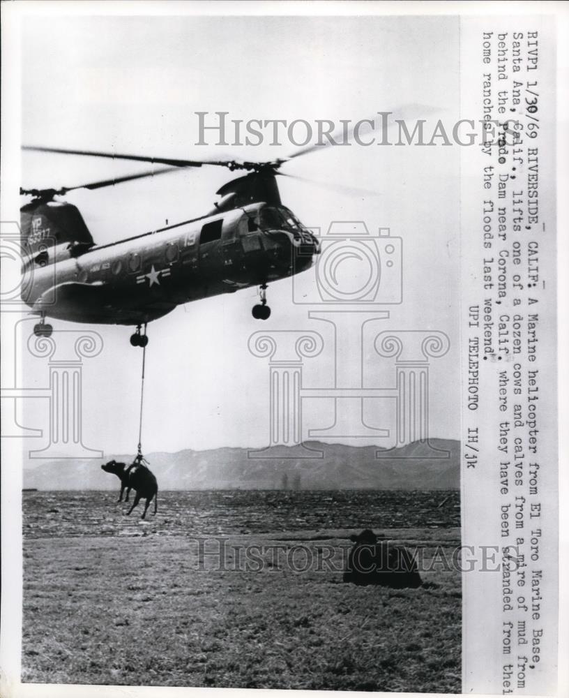 1969 Press Photo Marine helicopter rescues cows from from flood area in CA - Historic Images