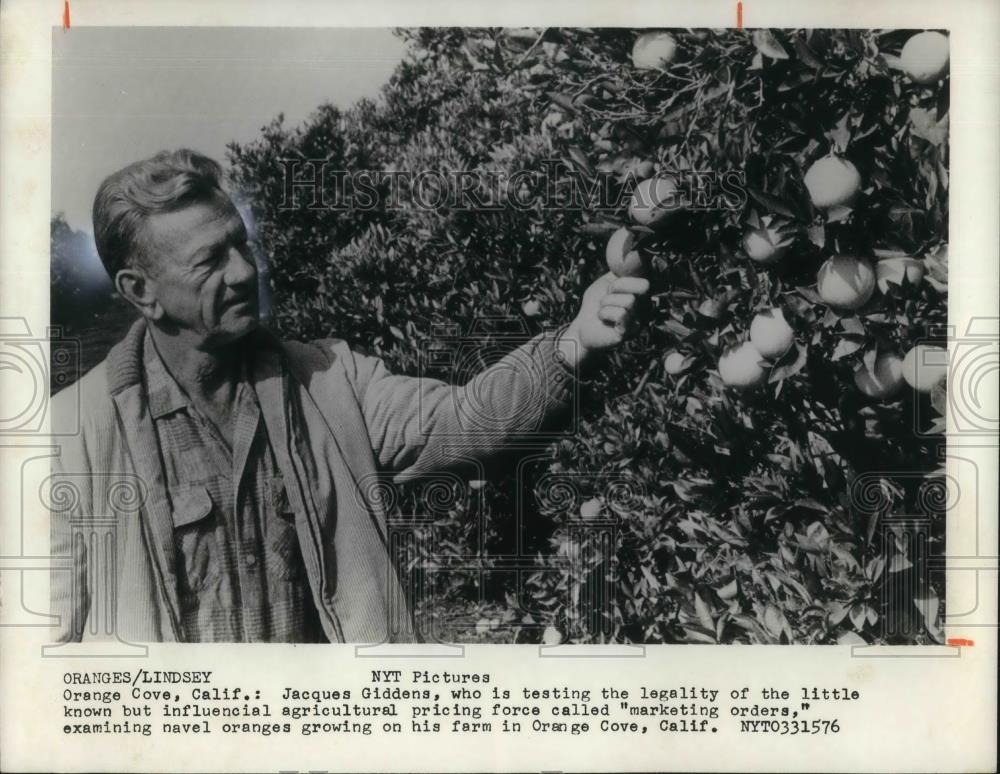 1976 Press Photo Jacques Giddens at His Orange Grove in California - cvp11643 - Historic Images