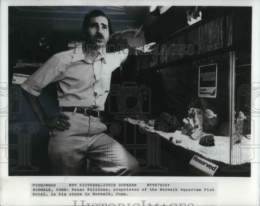 1981 Press Photo Peter Falcione Owner of Norwalk Aquarium Fish Hotel - cvp11726 - Historic Images
