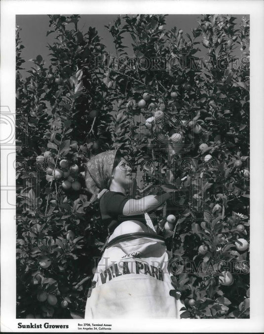 1967 Press Photo Janet Beighle in Lemon Tree - cvp05242 - Historic Images