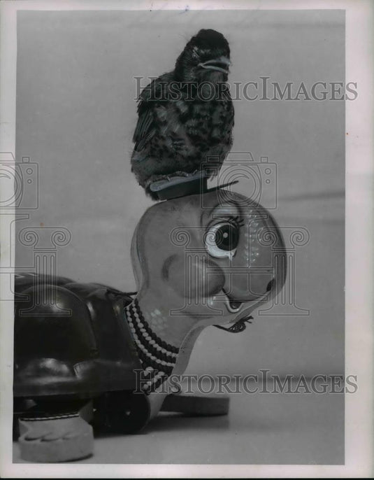 1954 Press Photo Baby robin sits atop a turtle - nee93166 - Historic Images
