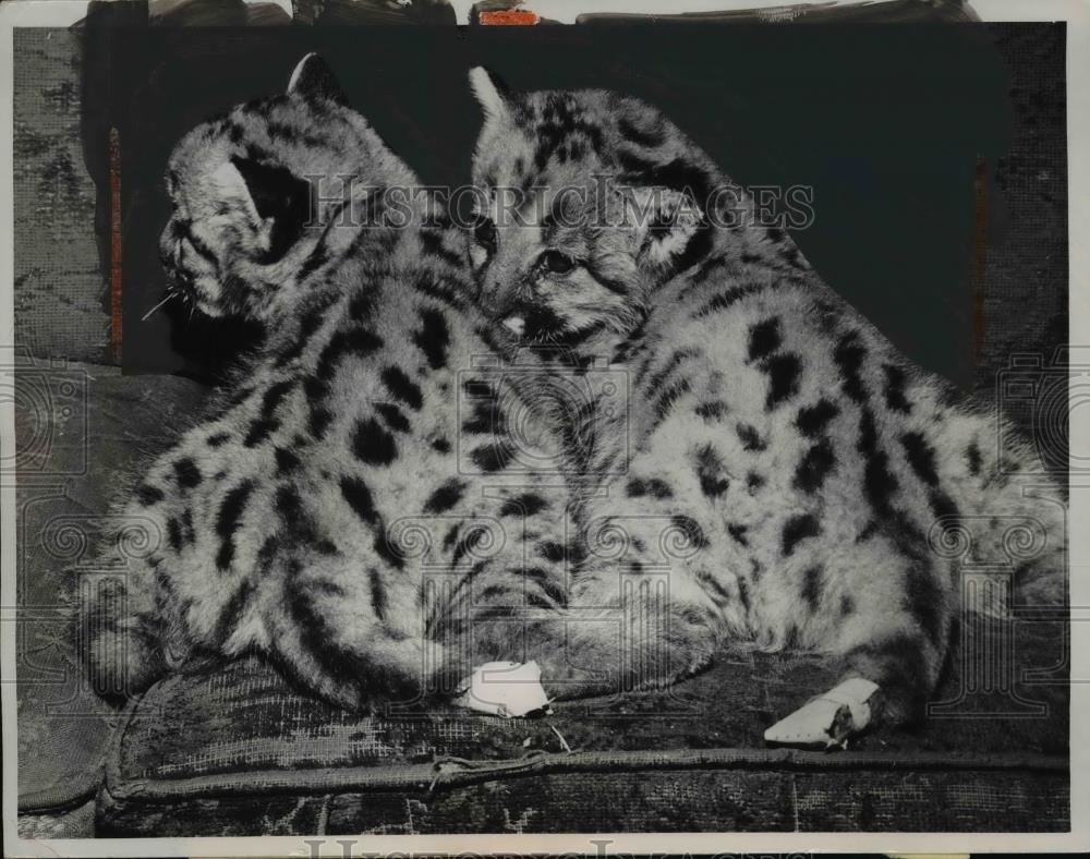 1961 Press Photo Joanne &amp; Junior possibly only bob tailed mountain lions - Historic Images