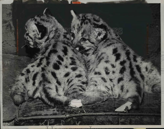 1961 Press Photo Joanne & Junior possibly only bob tailed mountain lions - Historic Images