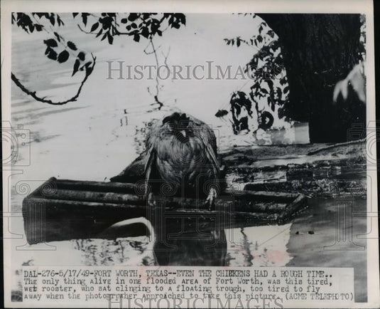 1949 Press Photo Wet Rooster floating through the flooded area of Forth Worth Tx - Historic Images