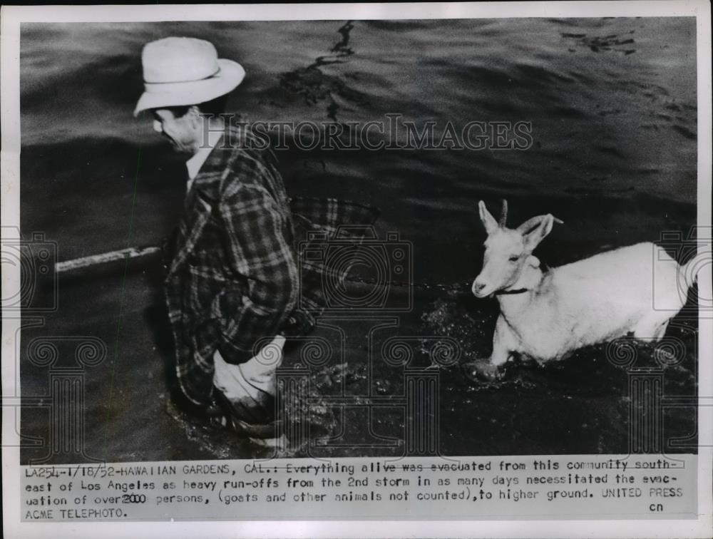 1952 Press Photo Animals evacuated from flooded East of Los Angeles Californian - Historic Images